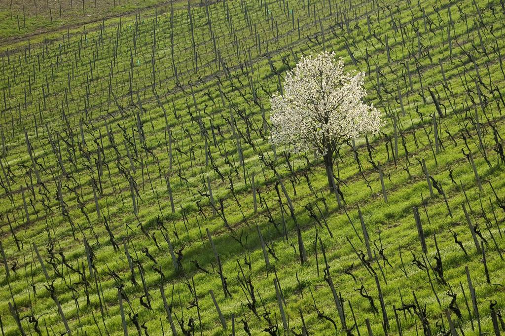 Agriturismo Buondonno Кастелина ин Шианти Экстерьер фото
